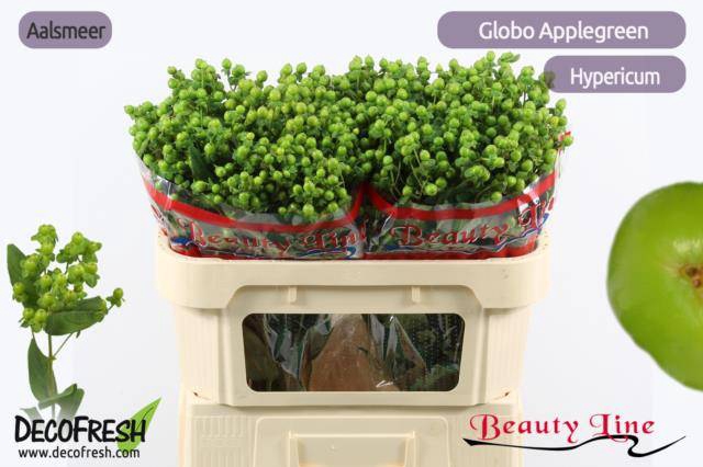 <h4>HYP GLOBO APPLEGREEN</h4>