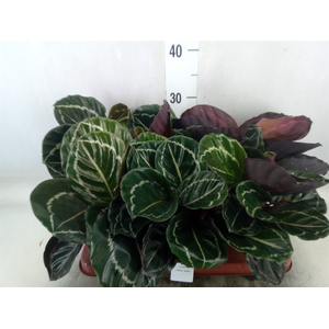 Calathea   ...