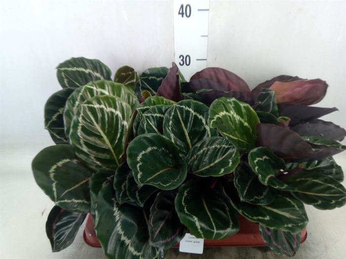 <h4>Calathea   ...</h4>