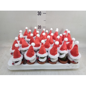 Cactus   ...decorated