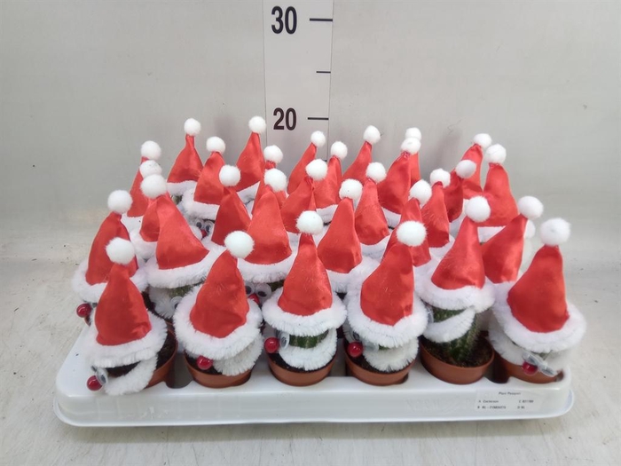 <h4>Cactus   ...decorated</h4>