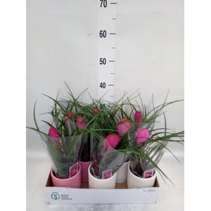 Tillandsia cyanea 'Anita'