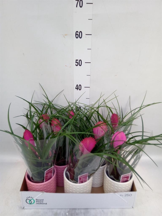 <h4>Tillandsia cyanea 'Anita'</h4>