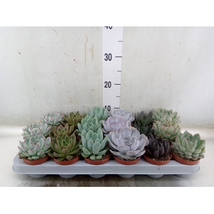 Echeveria   ...mix