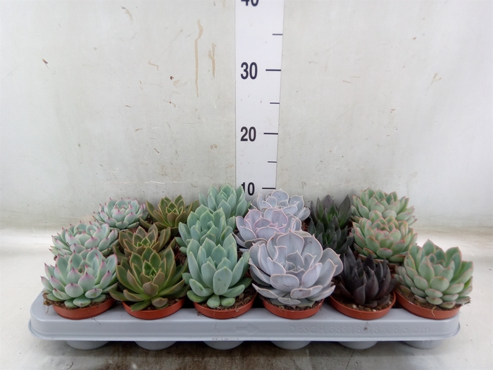 <h4>Echeveria   ...mix</h4>