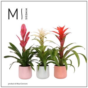 Mimesis Bromelia Charming - 12cm in Belize ceramic
