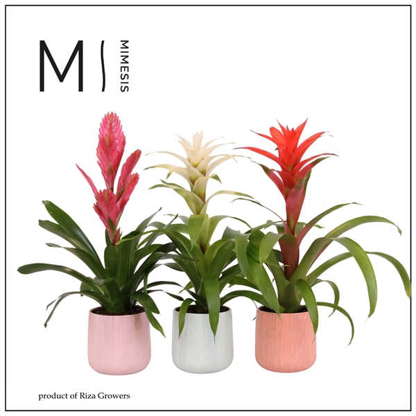 <h4>Mimesis Bromelia Charming - 12cm in Belize ceramic</h4>