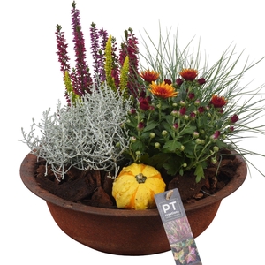 Arr.   Tuinplanten L%