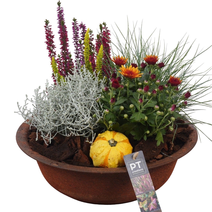 <h4>Arr.   Tuinplanten L%</h4>