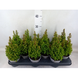 Chamaecyparis thyo. 'Spitsbergen'