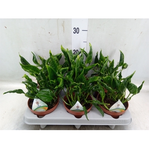 Philodendron   ...