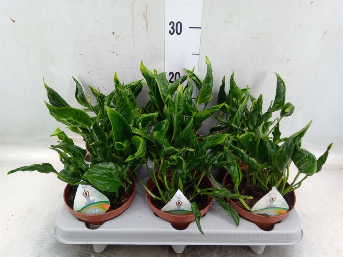 <h4>Philodendron   ...</h4>