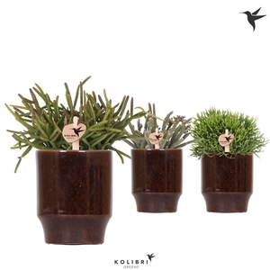 Kolibri Greens Rhipsalis mix in Classy pot brown