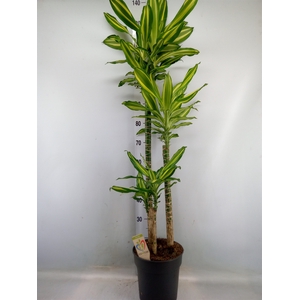 Dracaena frag.   ...