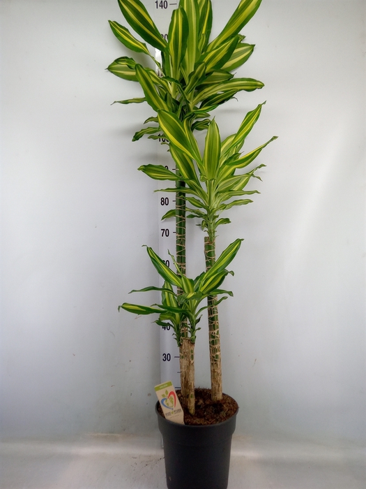 <h4>Dracaena frag.   ...</h4>