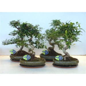 Bonsai mix, indoor, 29cm., shape, with drip tray