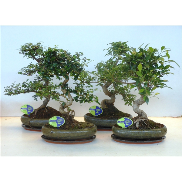 <h4>Bonsai mix, indoor, 29cm., shape, with drip tray</h4>