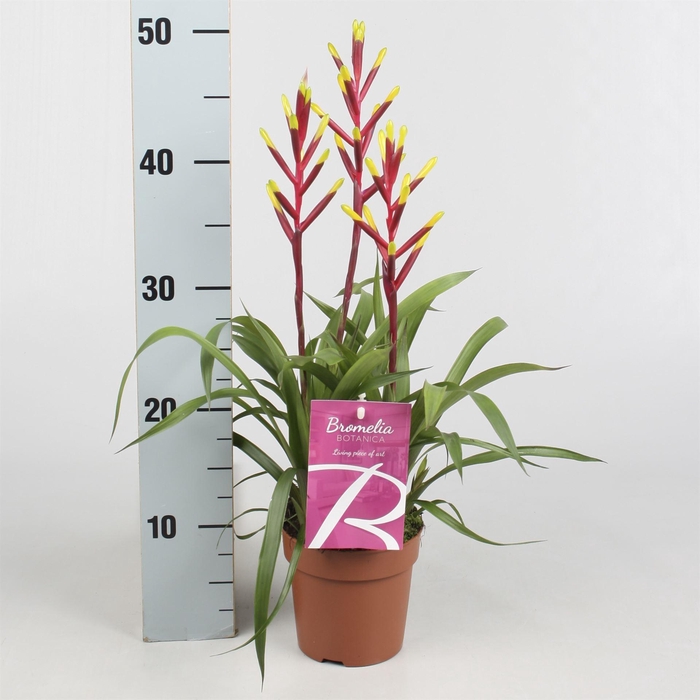 <h4>Guzmania  'Misty'</h4>
