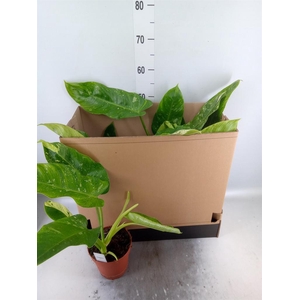 Philodendron   ...