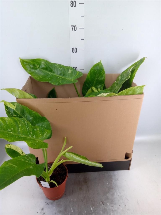<h4>Philodendron   ...</h4>