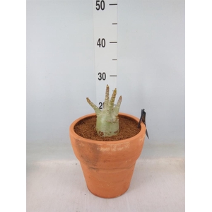 Adenium NB 'Ansu Baobab'