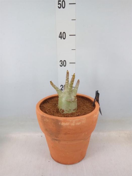 <h4>Adenium NB 'Ansu Baobab'</h4>