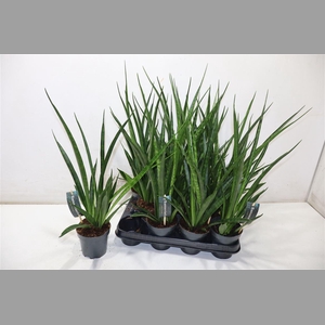 Sansev Kirki Friends