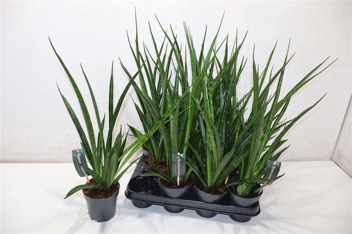 <h4>Sansev Kirki Friends</h4>