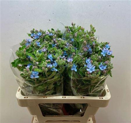 <h4>Oxy Co Tan Pure Blu</h4>