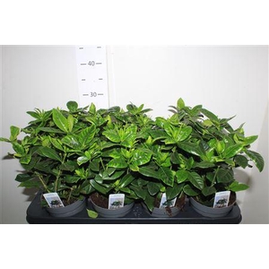 Gardenia Jasminoides