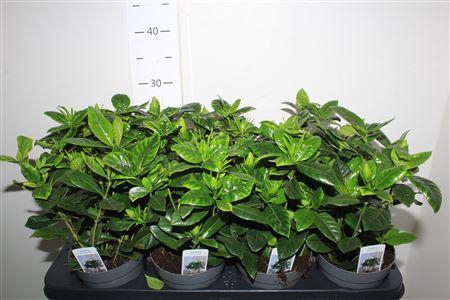 <h4>Gardenia Jasminoides</h4>