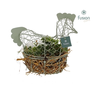 Pasen Kip gaas pastel met Hedera