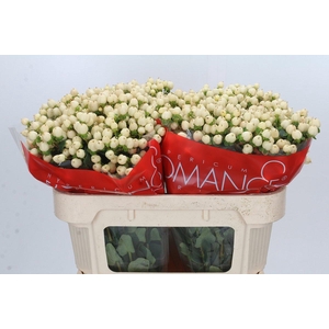 Hypericum Cool Romance