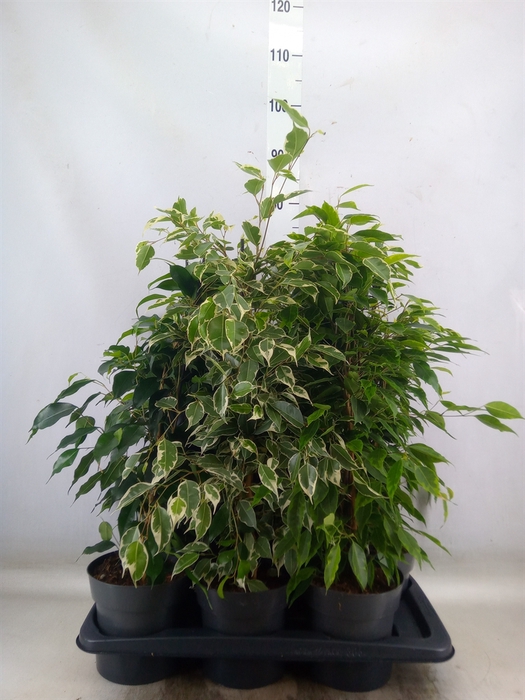 <h4>Ficus benja.   ...mix</h4>