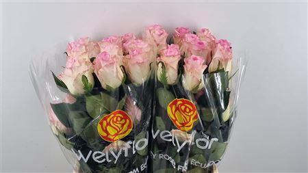 <h4>R GR MANDALA **</h4>