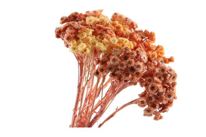 <h4>Immortelle Apricot</h4>