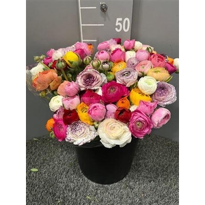 Ran Eleg Rainbow Mix