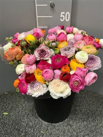 <h4>Ran Eleg Mix/bos (extra)</h4>