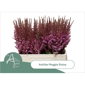ASTIL MAGGIE DALEY