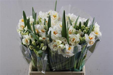 <h4>Narc T Abba</h4>