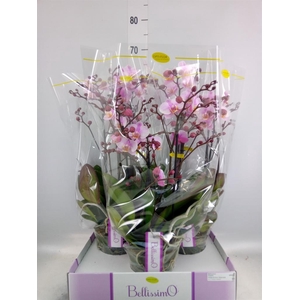 Phalaenopsis multi.   ...rose