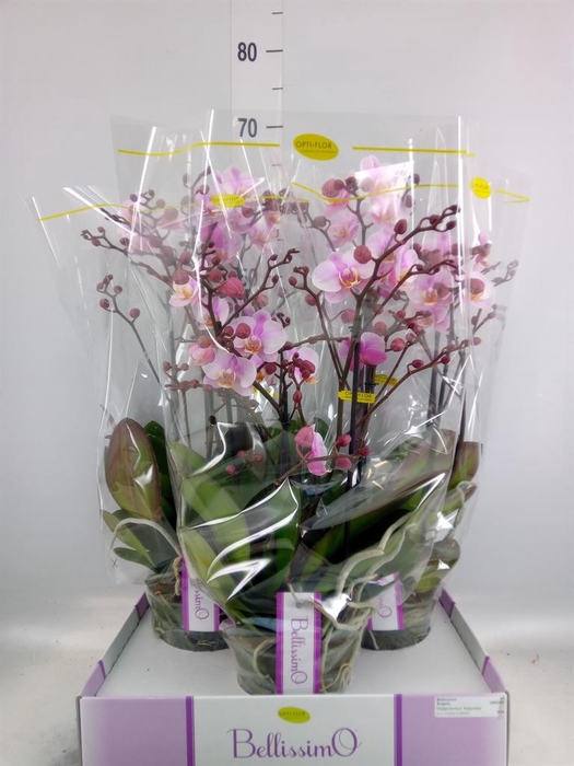 <h4>Phalaenopsis multi.   ...rose</h4>