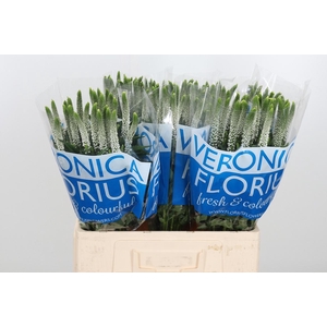 Veron Smart Luna Wit