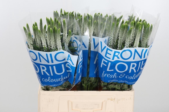 <h4>Veron Smart Luna Wit</h4>