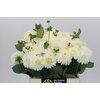 Dahlia White Cap