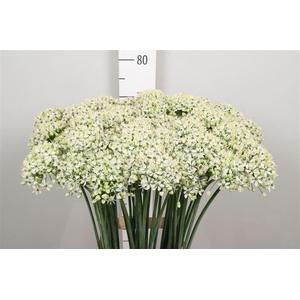 Allium Nigrum