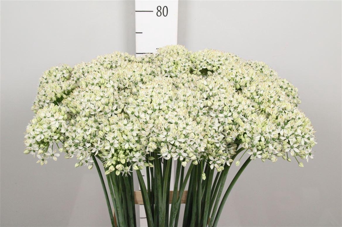 <h4>Allium Nigrum</h4>