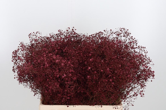 <h4>Gyps Kl Bh Bordeaux</h4>