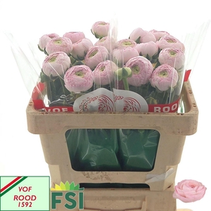 RANUNCULUS  'SUCCESS LADY'