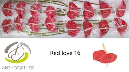 <h4>Anth A Red Love</h4>